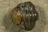 Short-Fork Walliserops Hammi Trilobite With Morocops #344580-4